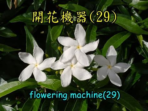 珍珠馬茶花花語